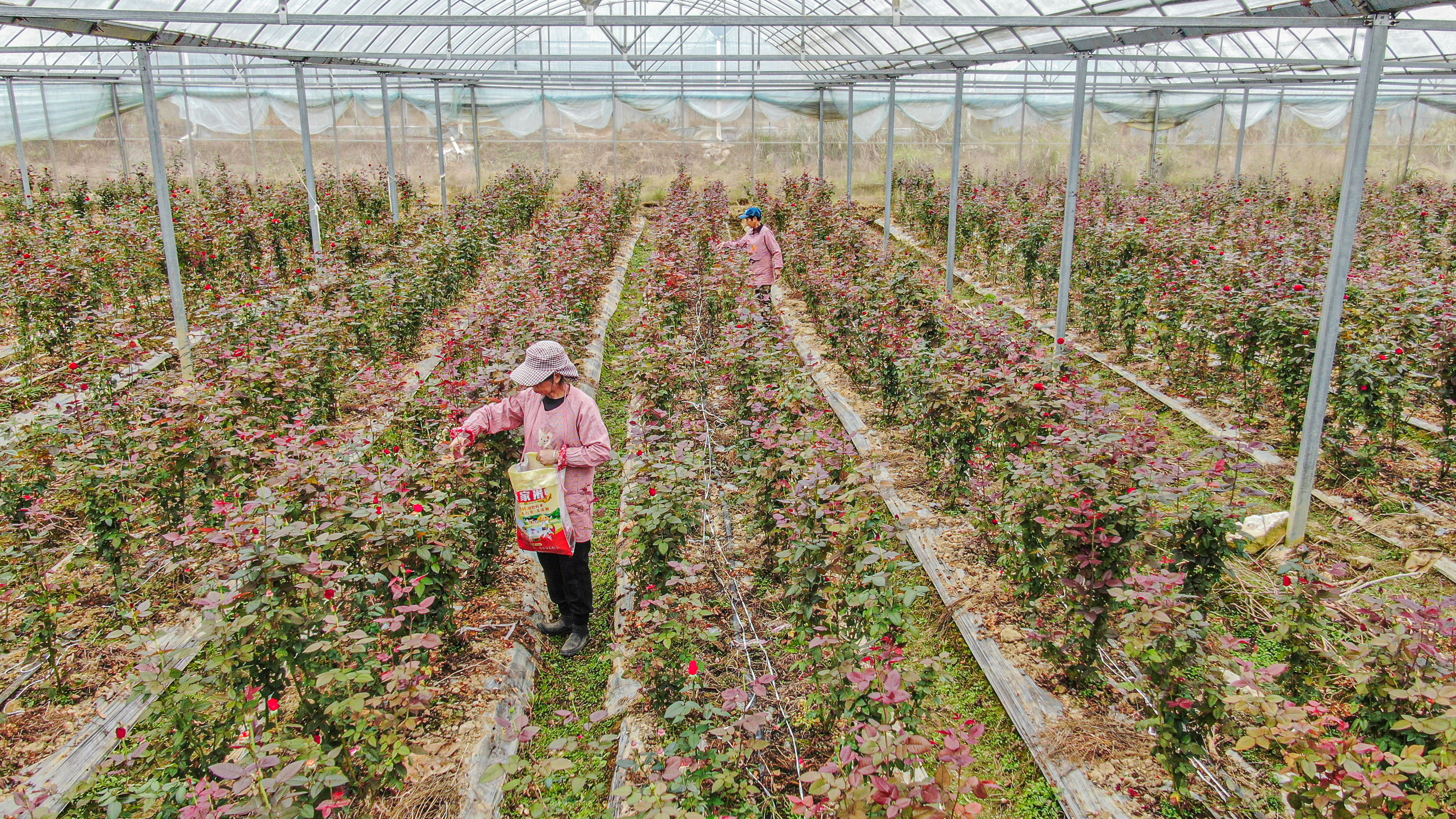 桂林灵川：“颜值”变“产值” “美丽经济”激活乡村发展新动能_fororder_3