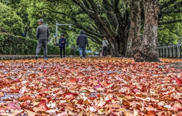 桂林：缤纷“落叶毯”引游人醉赏_fororder_5