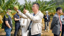 50位采购商溯源“八桂优果” 产销对接助力“桂果出海”