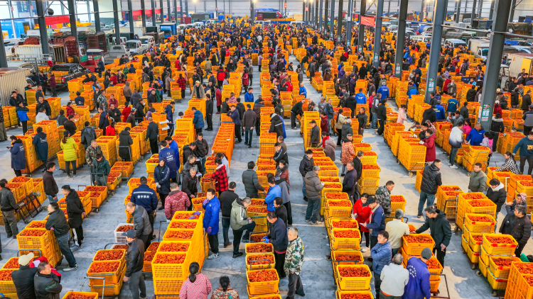 广西平乐：柿红景美产业兴_fororder_5