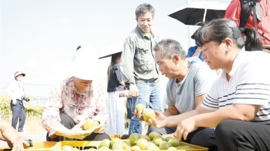 全球七成罗汉果在这里加工销售 ——永福罗汉果企业抱团出海记