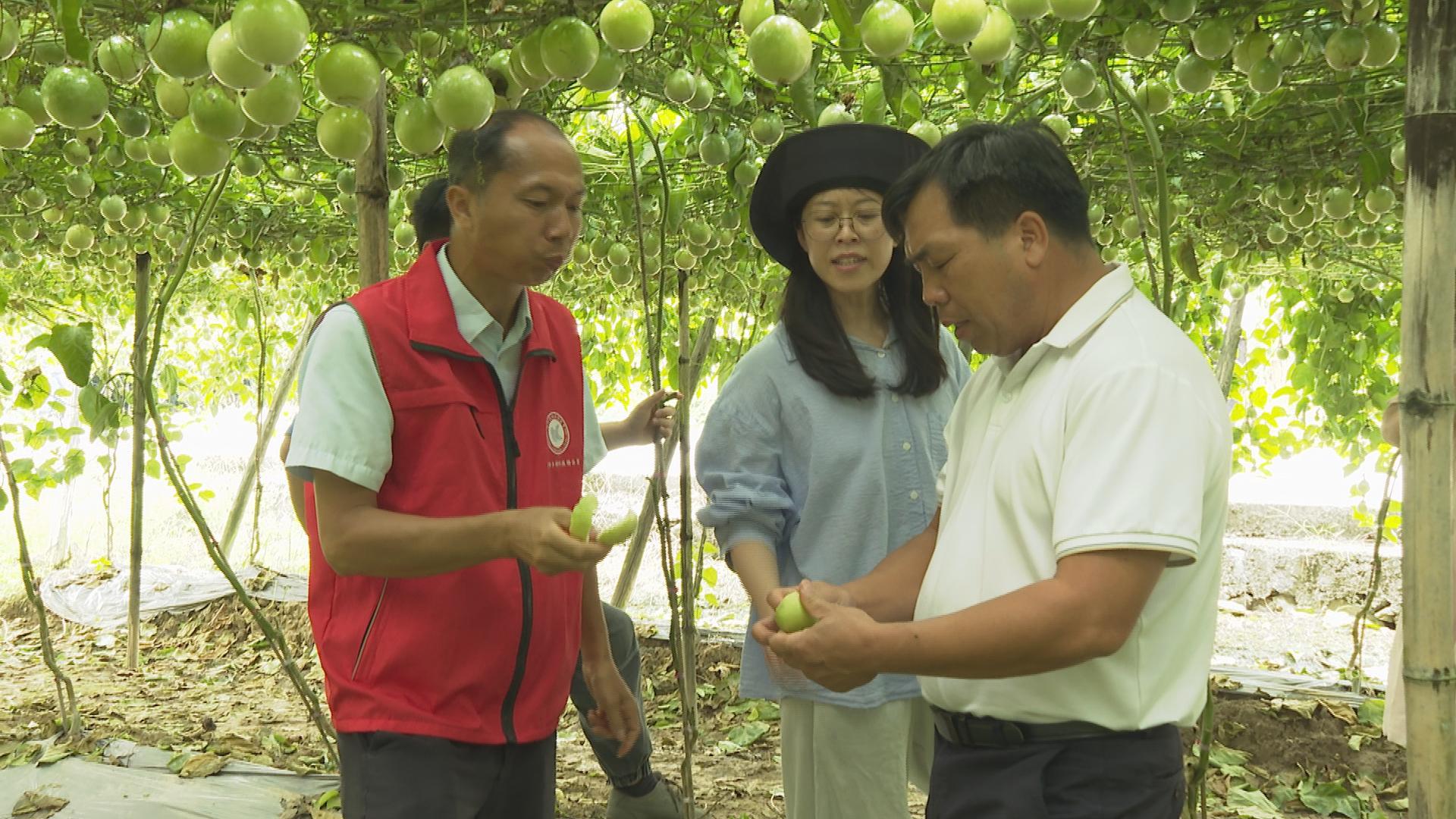 桂林临桂：农学博士“送技下乡”赋能乡村振兴_fororder_3