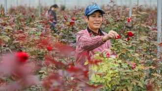 桂林灵川：“颜值”变“产值” “美丽经济”激活乡村发展新动能