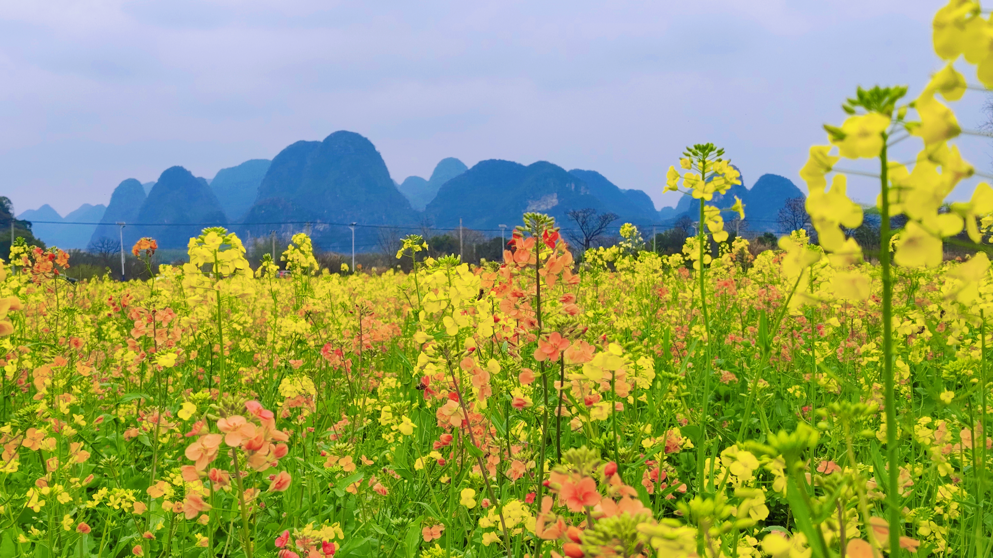 桂林：油菜花开美如画 春日盛景醉游人_fororder_7