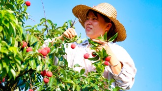 苍梧沙头迟熟荔枝甜蜜上市引客来