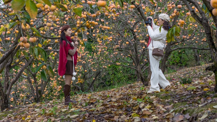 广西平乐：柿红景美产业兴_fororder_6