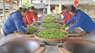 梧州苍梧：文旅共融 茶韵悠长