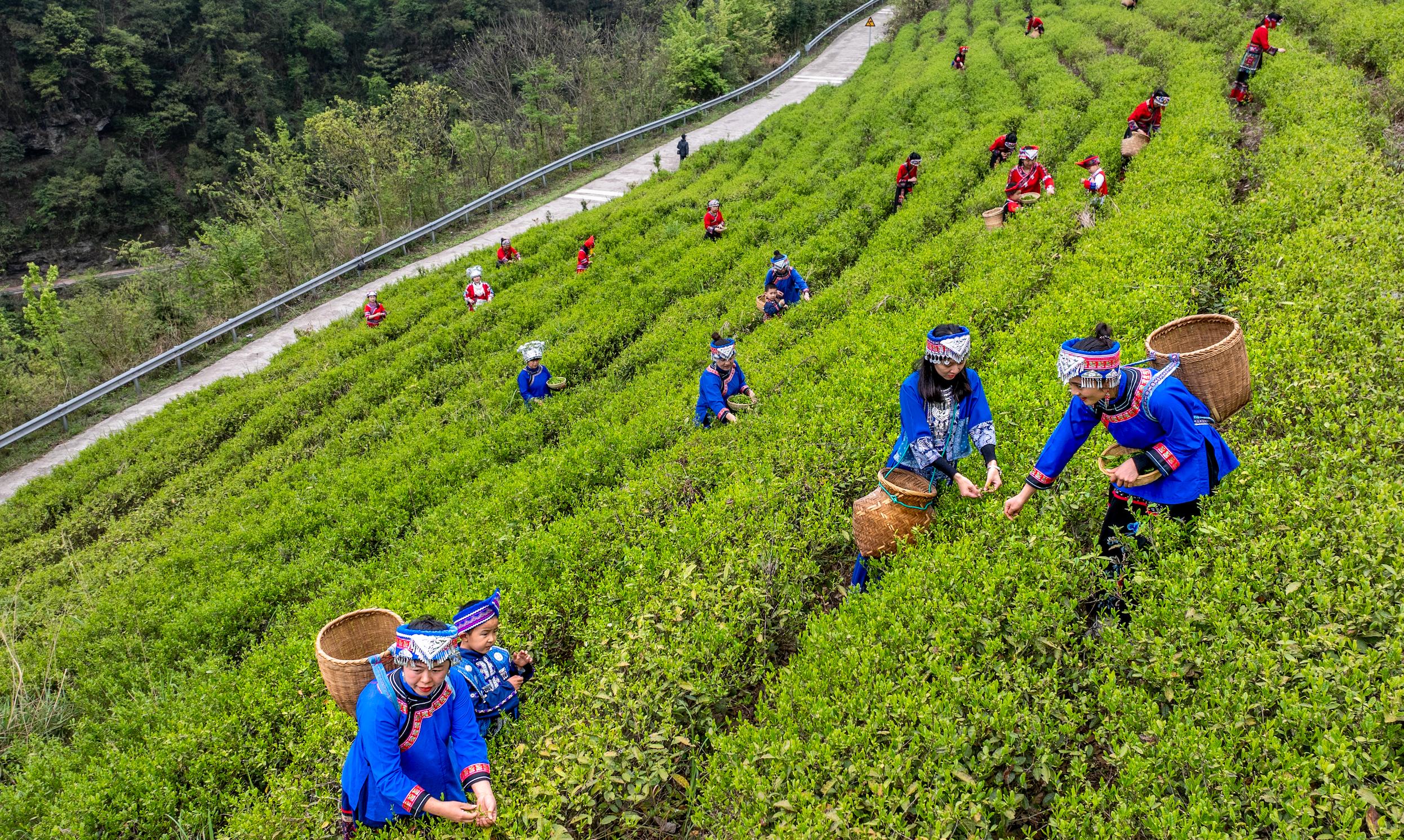 桂林灵川：茶山春醒时 瑶乡采茶忙_fororder_1
