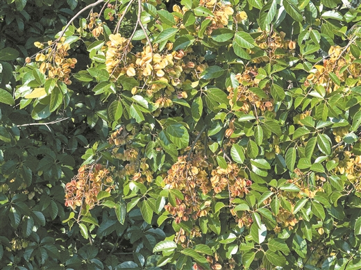 广西再次发现濒危物种滇桐 广西再次发现濒危物种滇桐_fororder_8999416_lanm_1762230676041_b