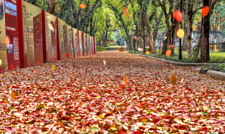 桂林：缤纷“落叶毯”引游人醉赏_fororder_1