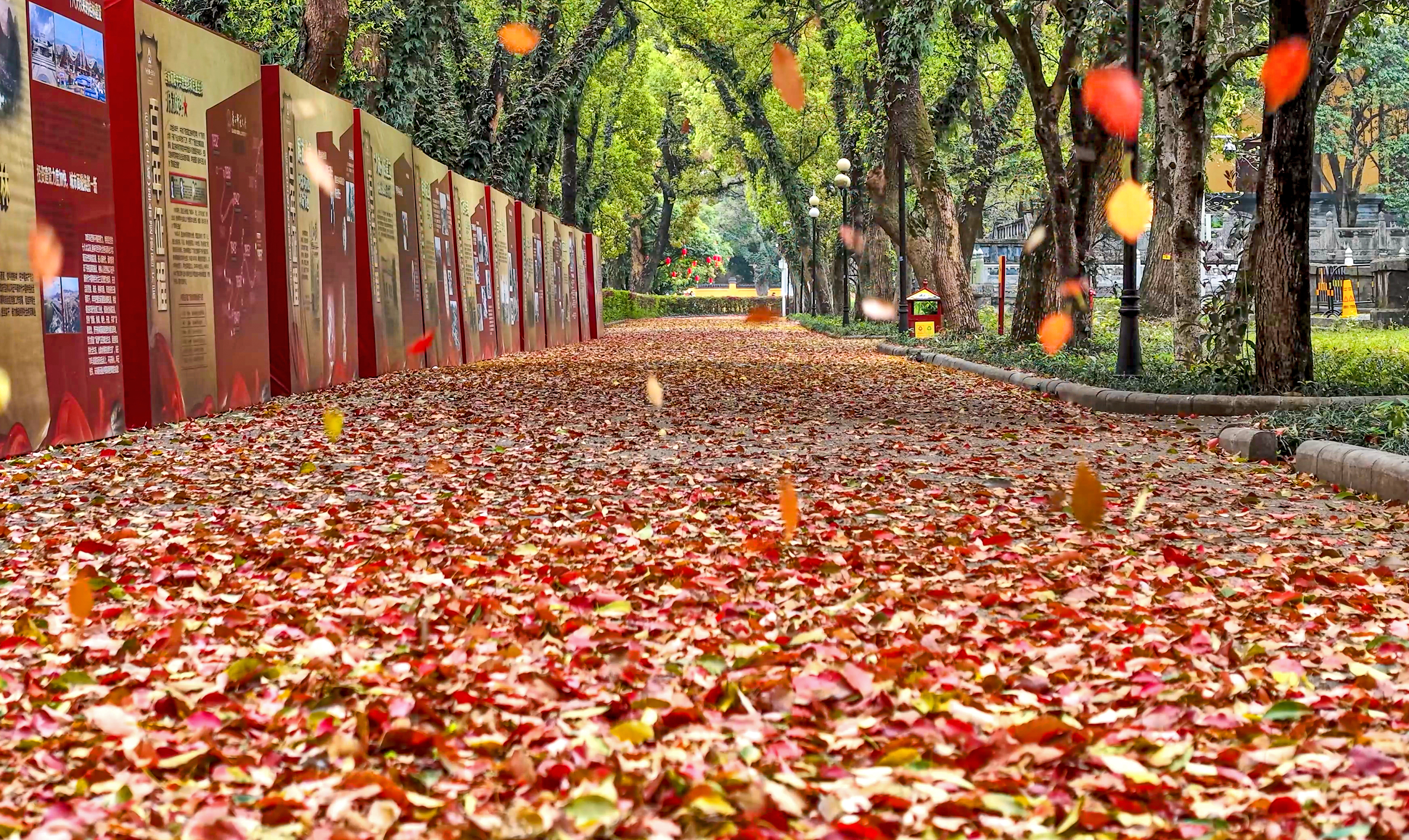 桂林：缤纷“落叶毯”引游人醉赏_fororder_1