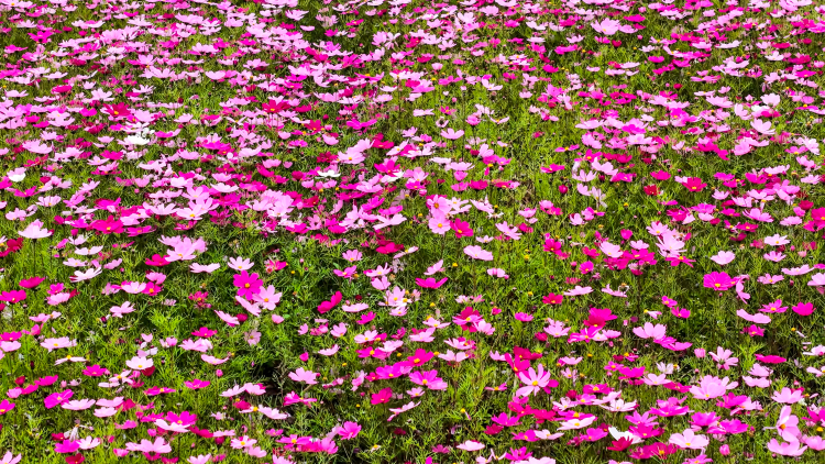 桂林临桂区：冬闲田变身格桑花海 农文旅融合促乡村振兴_fororder_4