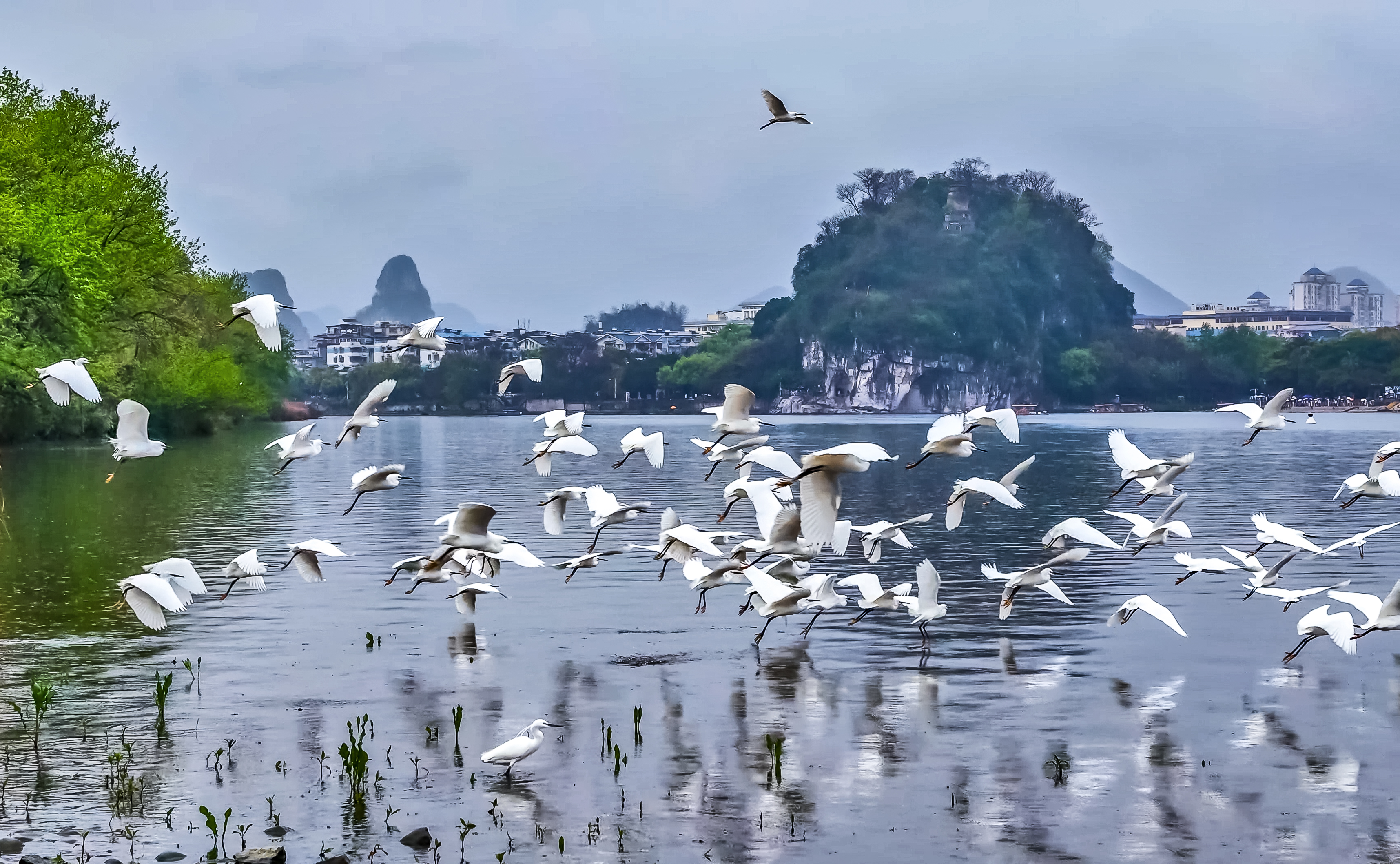 桂林山水白鹭飞 生态美景入画来_fororder_1
