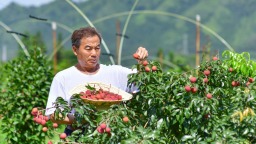 荔枝种植“禁区”桂林实现特晚熟荔枝规模化挂果