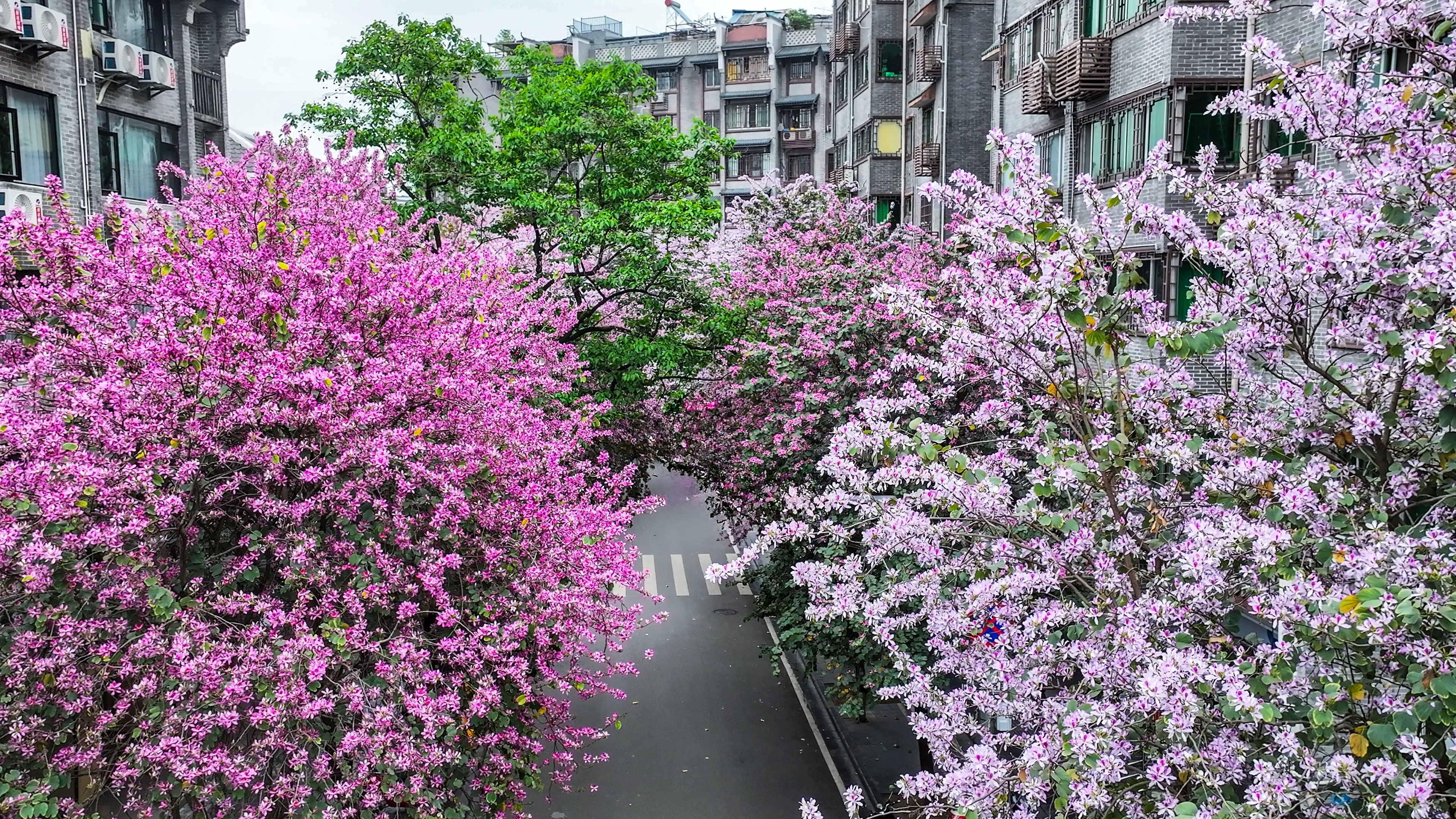 紫荆花开“扮美”桂林城_fororder_2