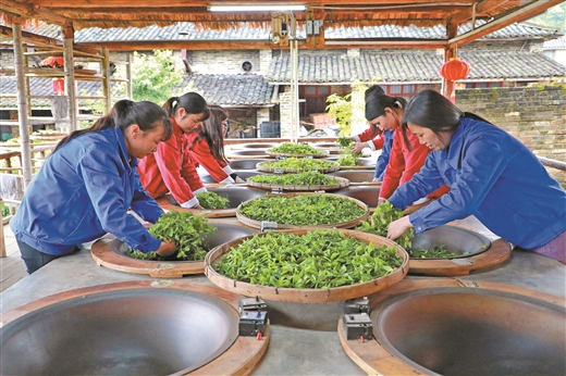 梧州苍梧：文旅共融 茶韵悠长