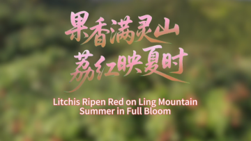 鲜味中国 四季农香|果香满灵山 荔红映夏时