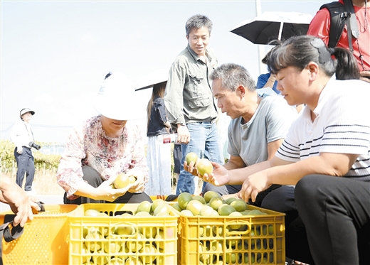 全球七成罗汉果在这里加工销售 ——永福罗汉果企业抱团出海记