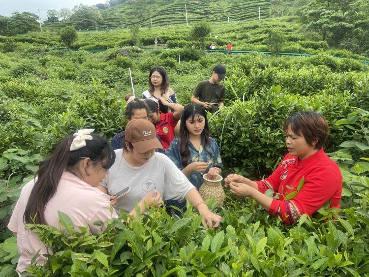 广西兴业县举办茶文化主题系列活动吸引游客_fororder_微信图片_20250430105755