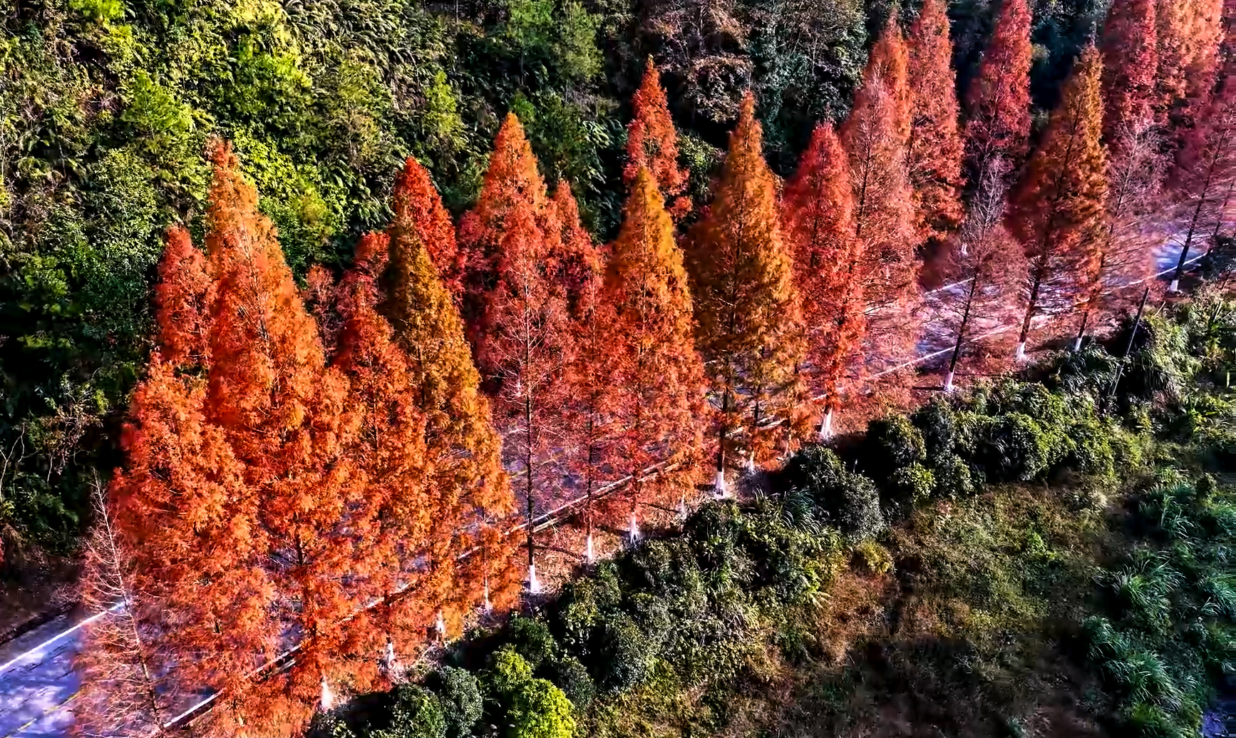 桂林临桂区：水杉着“红妆”扮靓公路_fororder_4