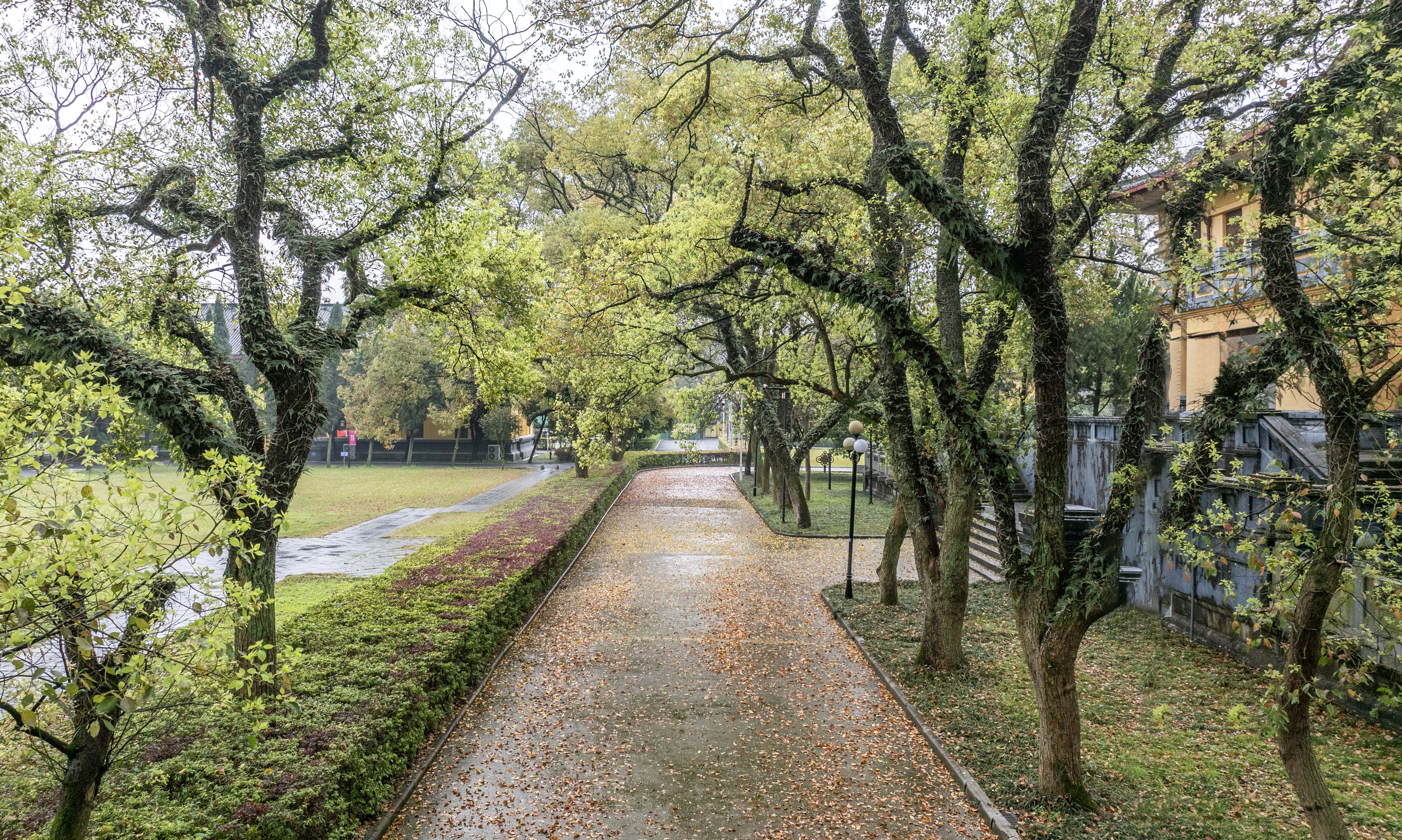 桂林：缤纷“落叶毯”引游人醉赏_fororder_3