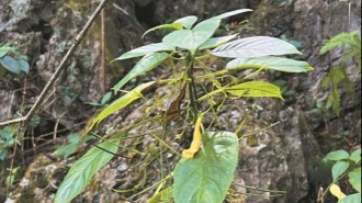 桂越科研团队合作发现植物新物种