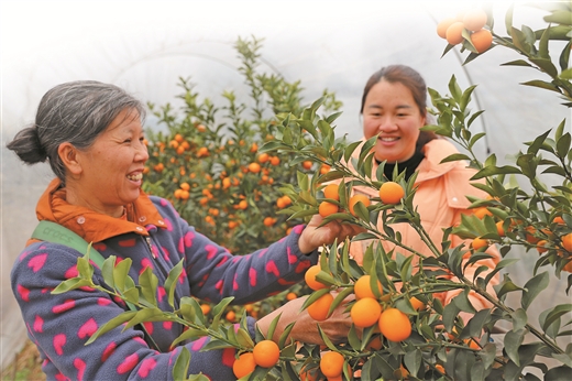 金桔满枝头 果农乐丰收