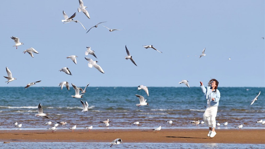 河北秦皇岛：鸥鸟逐浪舞春风