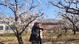 河北遵化：花海引客来 文旅促振兴