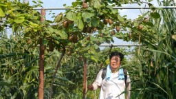 河北任丘：时令瓜果迎丰收 田园采摘乐无穷