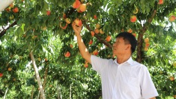 河北顺平：鲜桃成熟挂满枝 农旅融合引客来