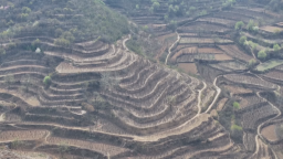 石家庄市鹿泉区：智能栽种引出“椿”光大道