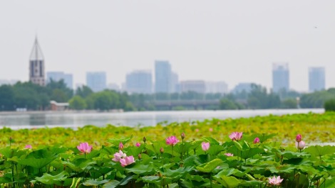 河北石家庄：荷花绽放 夏意满塘