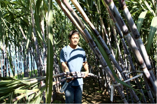 河北肃宁：南蔗北种结硕果_fororder_河北肃宁：南蔗北种结硕果13