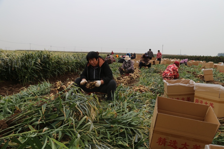 河北蠡县：生姜喜获丰收 合作社模式鼓起农民钱袋子​_fororder_0002