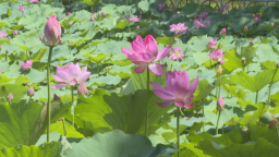 石家庄市鹿泉区：万株荷花绽放 开启夏日赏荷季