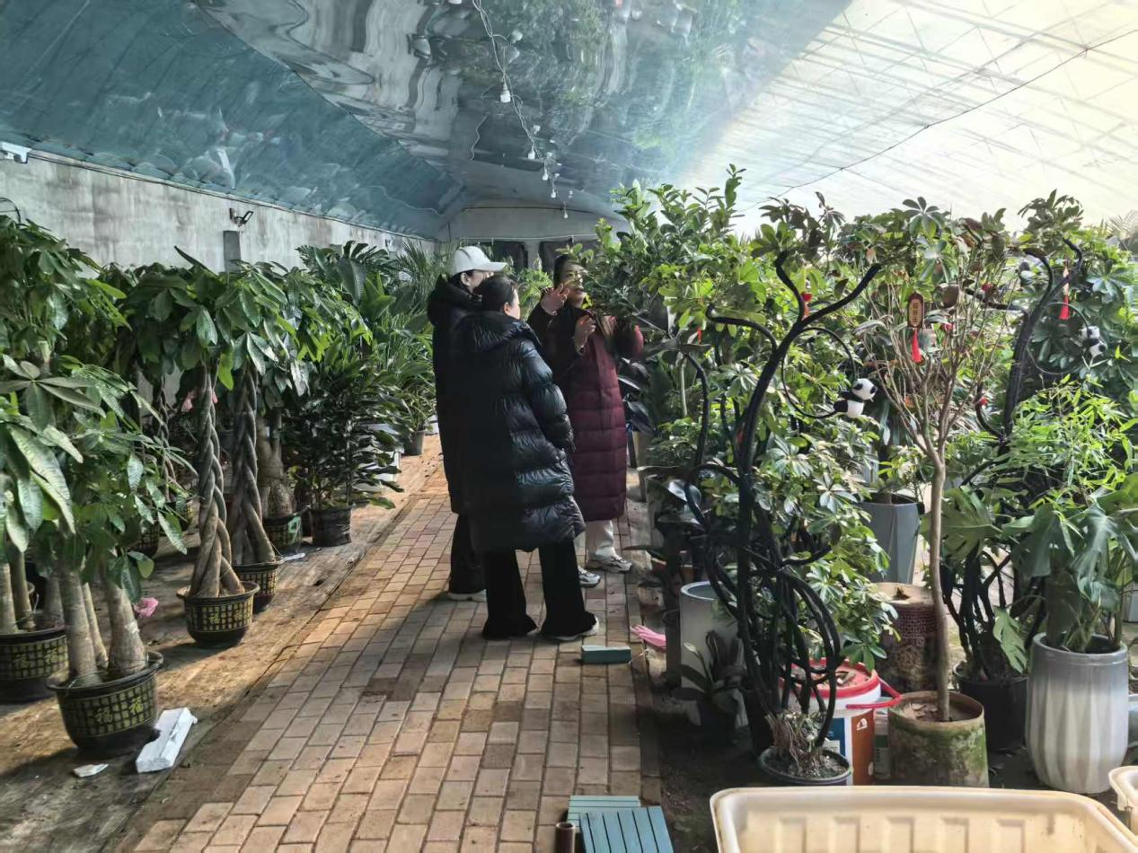 河北东光：繁花添年味 花市暖新春_fororder_图片 4