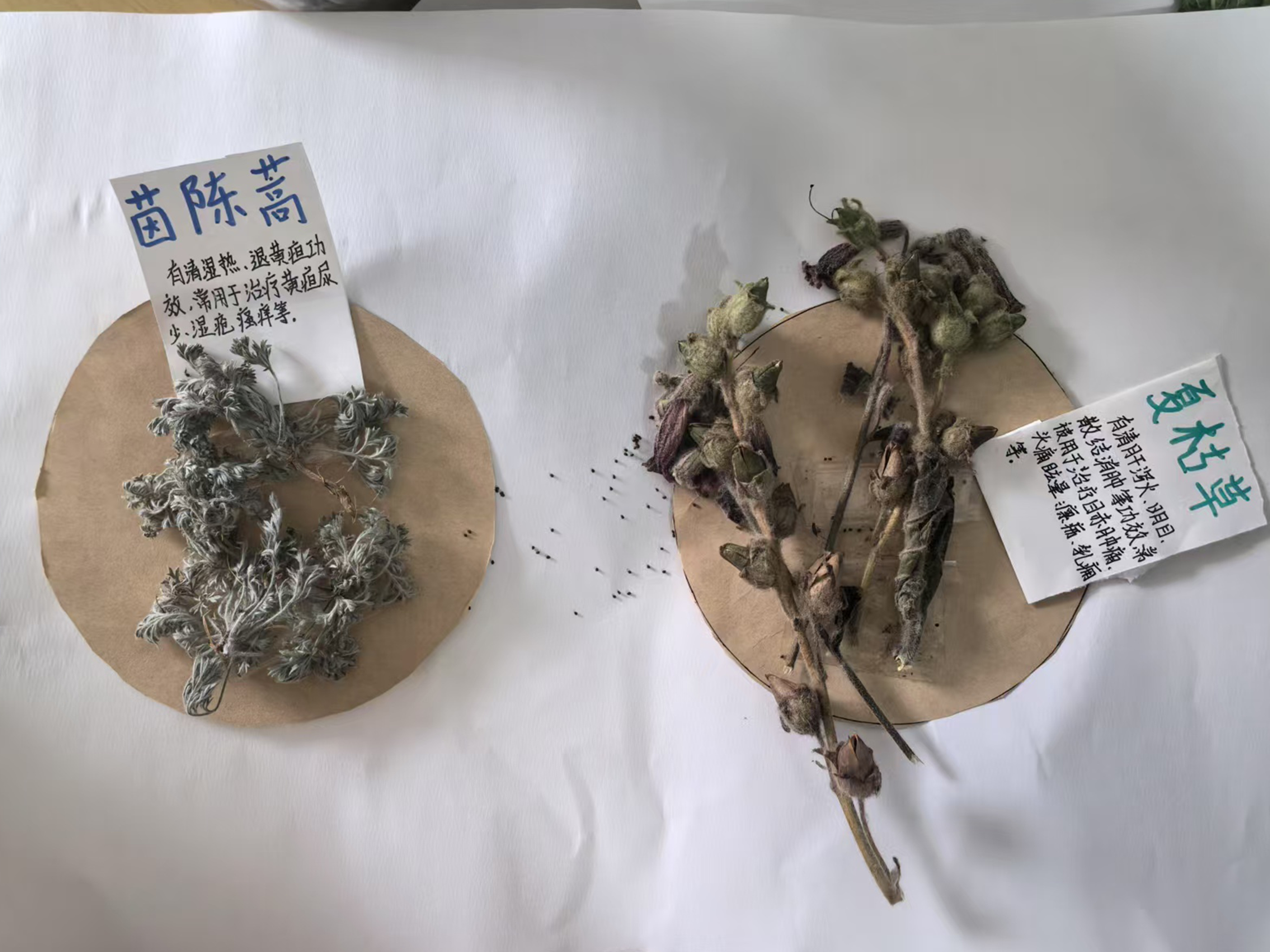 河北唐县：大洋乡中学开展“寻草药 传药香”文化实践活动_fororder_学生制作简易标识卡片