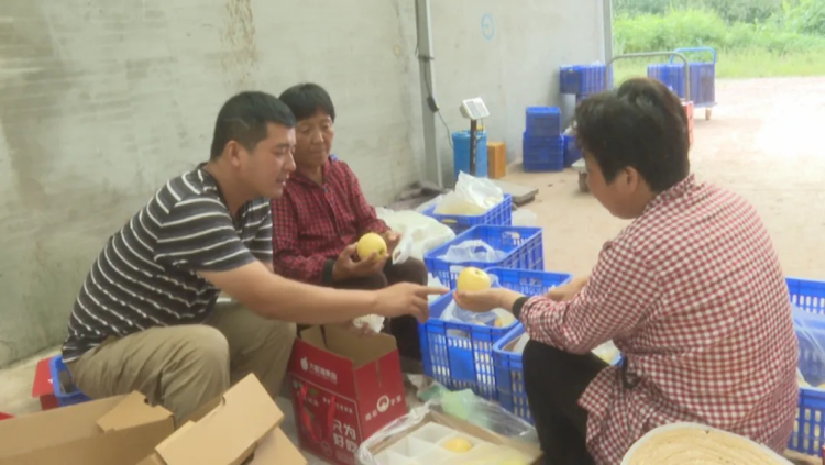 石家庄市鹿泉区：丰收节里话丰收 太行苹果别样红_fororder_图片1