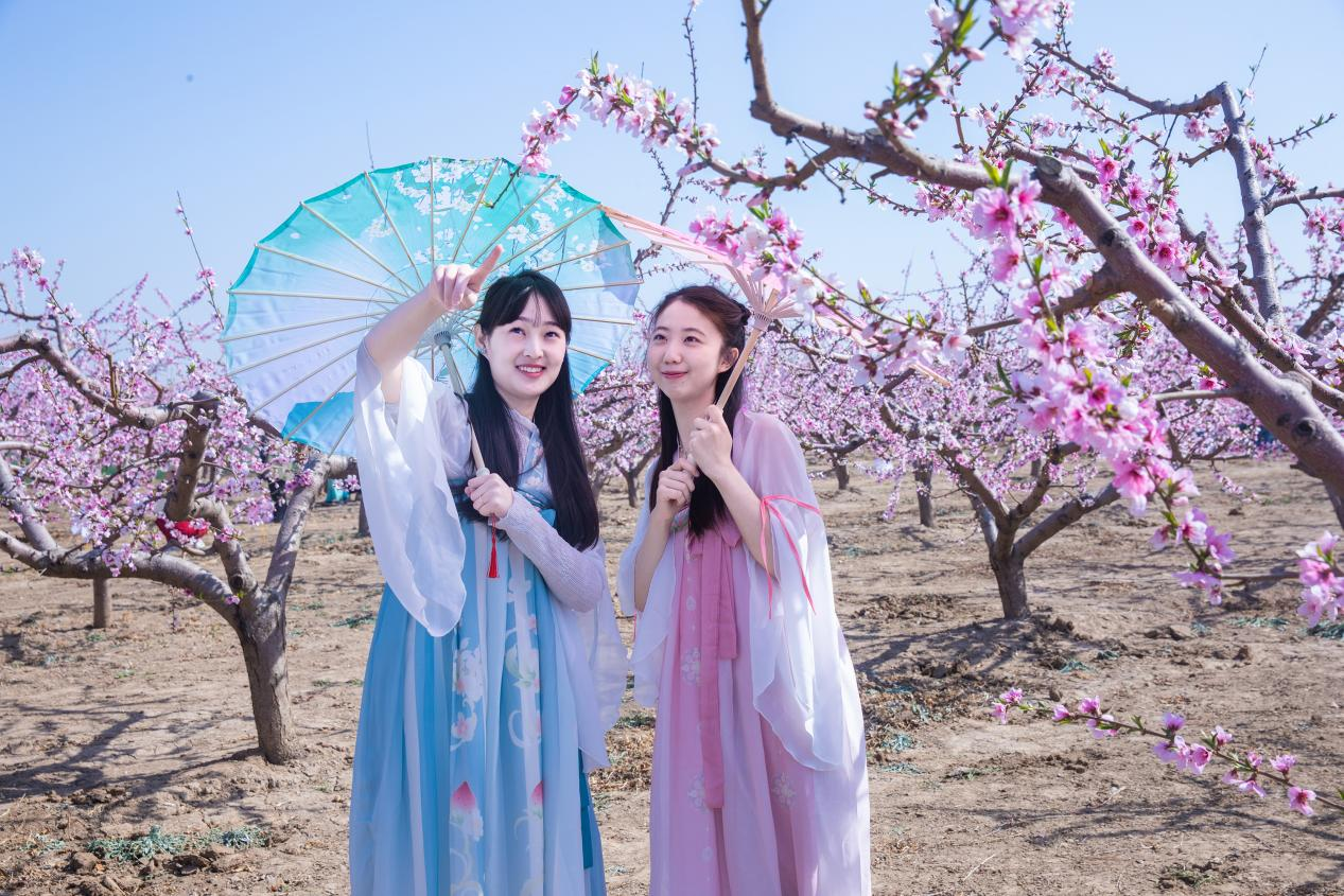 河北高阳：桃花灼灼映春色_fororder_图片3