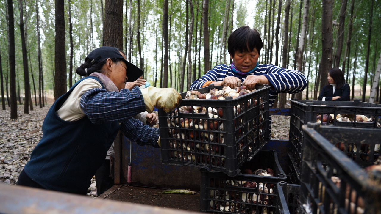 河北迁安：林下赤松茸撑开“致富伞”​_fororder_迁安市鲲利家庭农场的工人在采收赤松茸。韩梦 摄.JPG
