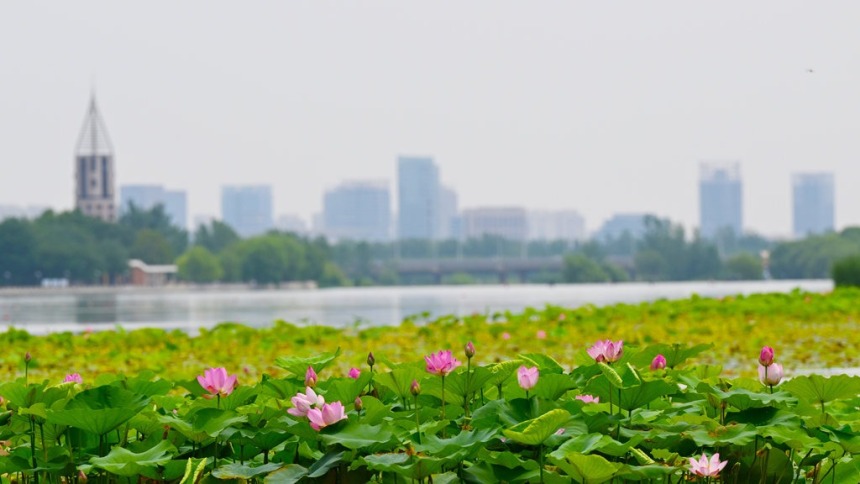 河北石家庄：荷花绽放 夏意满塘