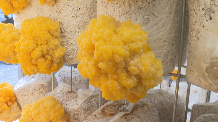 石家庄市鹿泉区：集装箱变身“四季农场”_fororder_image001