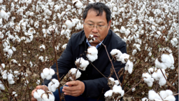 河北献县：科技赋能棉花产业 助力农业提质增效