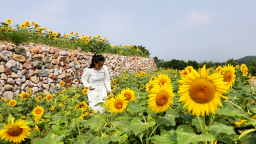 河北迁安： 向日葵花海绽放夏日浪漫