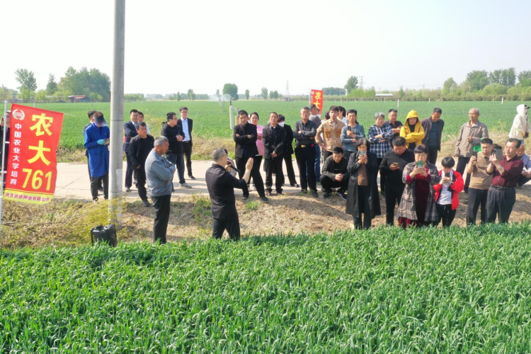 河北保定徐水区：一粒小麦种 “丰”行京津冀_fororder_图片 3