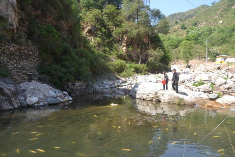 河北阜平：夏庄乡二道庄“冷水鱼”游出“热经济”_fororder_河北阜平：夏庄乡二道庄“冷水鱼”游出“热经济”1