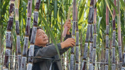 赞皇县布谷庄村甘蔗甜蜜正当时