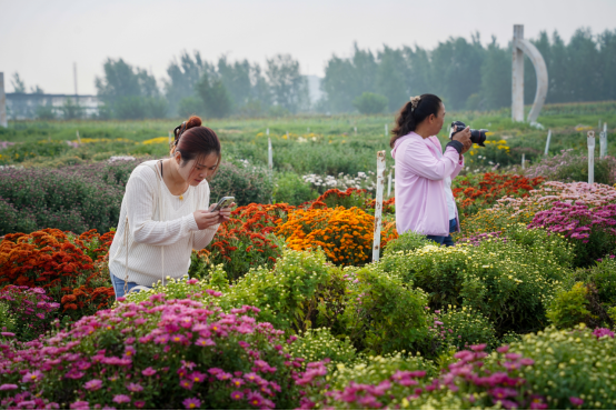 河北吴桥：运河畔菊海开园引客来_fororder_河北吴桥：运河畔菊海开园引客来265