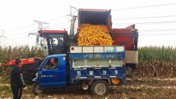 河北定兴：金穗满田畴 全力保丰收